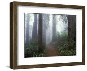 Damnation Trail in Fog, Redwoods State Park, Del Norte, California, USA-Darrell Gulin-Framed Photographic Print