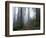 Damnation Trail in Fog, Redwoods State Park, Del Norte, California, USA-Darrell Gulin-Framed Photographic Print