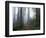 Damnation Trail in Fog, Redwoods State Park, Del Norte, California, USA-Darrell Gulin-Framed Photographic Print