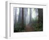 Damnation Trail in Fog, Redwoods State Park, Del Norte, California, USA-Darrell Gulin-Framed Photographic Print