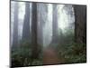 Damnation Trail in Fog, Redwoods State Park, Del Norte, California, USA-Darrell Gulin-Mounted Photographic Print