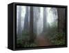 Damnation Trail in Fog, Redwoods State Park, Del Norte, California, USA-Darrell Gulin-Framed Stretched Canvas