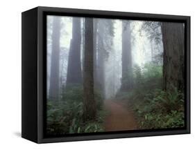 Damnation Trail in Fog, Redwoods State Park, Del Norte, California, USA-Darrell Gulin-Framed Stretched Canvas