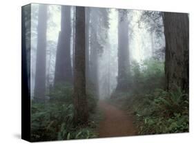 Damnation Trail in Fog, Redwoods State Park, Del Norte, California, USA-Darrell Gulin-Stretched Canvas