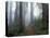 Damnation Trail in Fog, Redwoods State Park, Del Norte, California, USA-Darrell Gulin-Stretched Canvas