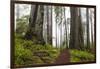 Damnation Trail Through Redwoods-Darrell Gulin-Framed Photographic Print