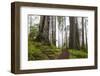 Damnation Trail Through Redwoods-Darrell Gulin-Framed Photographic Print