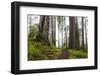 Damnation Trail Through Redwoods-Darrell Gulin-Framed Photographic Print