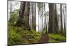 Damnation Trail Through Redwoods-Darrell Gulin-Mounted Photographic Print