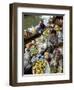 Damnoen Saduak Floating Market, Bangkok, Thailand, Southeast Asia, Asia-Michael Snell-Framed Photographic Print