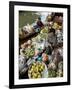 Damnoen Saduak Floating Market, Bangkok, Thailand, Southeast Asia, Asia-Michael Snell-Framed Photographic Print