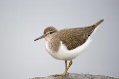 Common Sandpiper (Actitis Hypoleucos) Elbe Biosphere Reserve, Lower Saxony, Germany, September-Damschen-Photographic Print