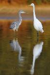 Great Egret (Ardea Alba) Landing at Sunrise, Elbe Biosphere Reserve, Lower Saxony, Germany-Damschen-Photographic Print