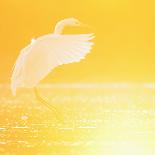 Great Egret and Grey Heron Stood in Water, Elbe Biosphere Reserve, Lower Saxony, Germany-Damschen-Framed Photographic Print