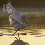 Great Egret and Grey Heron Stood in Water, Elbe Biosphere Reserve, Lower Saxony, Germany-Damschen-Photographic Print