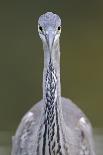 Great Egret and Grey Heron Stood in Water, Elbe Biosphere Reserve, Lower Saxony, Germany-Damschen-Photographic Print