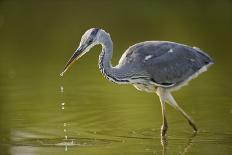 Grey Heron with Wings Out Stretched, Elbe Biosphere Reserve, Lower Saxony, Germany, September-Damschen-Stretched Canvas