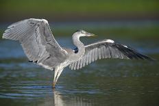 Grey Heron with Wings Out Stretched, Elbe Biosphere Reserve, Lower Saxony, Germany, September-Damschen-Framed Photographic Print