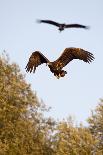 White Tailed Sea Eagle (Haliaeetus Albicilla) in Flight, Black Stork (Ciconia Nigra) Above, Germany-Damschen-Photographic Print