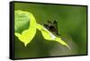 Damsel Fly-Gary Carter-Framed Stretched Canvas