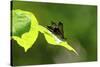 Damsel Fly-Gary Carter-Stretched Canvas