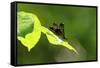 Damsel Fly-Gary Carter-Framed Stretched Canvas