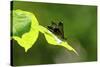 Damsel Fly-Gary Carter-Stretched Canvas