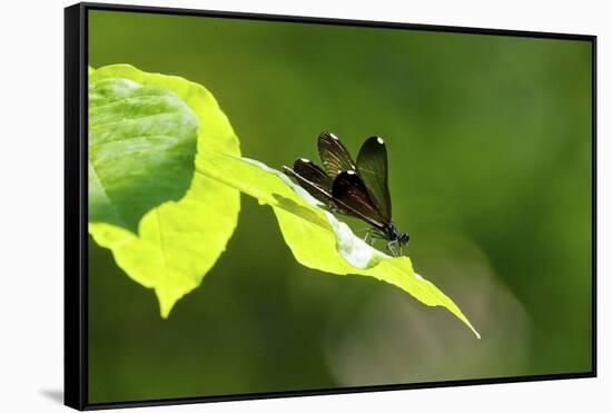 Damsel Fly-Gary Carter-Framed Stretched Canvas