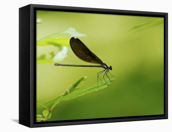 Damsel Fly-Gary Carter-Framed Stretched Canvas