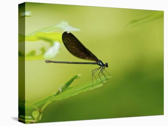 Damsel Fly-Gary Carter-Stretched Canvas