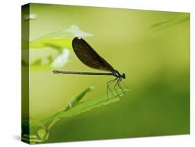 Damsel Fly-Gary Carter-Stretched Canvas