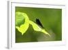 Damsel Fly-Gary Carter-Framed Photographic Print