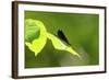 Damsel Fly-Gary Carter-Framed Photographic Print