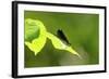 Damsel Fly-Gary Carter-Framed Photographic Print