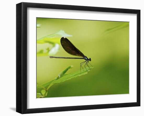 Damsel Fly-Gary Carter-Framed Photographic Print