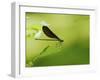 Damsel Fly-Gary Carter-Framed Photographic Print