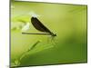 Damsel Fly-Gary Carter-Mounted Photographic Print