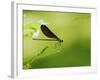 Damsel Fly-Gary Carter-Framed Photographic Print