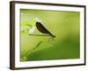 Damsel Fly-Gary Carter-Framed Photographic Print