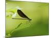 Damsel Fly-Gary Carter-Mounted Photographic Print
