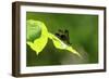 Damsel Fly-Gary Carter-Framed Photographic Print