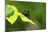 Damsel Fly-Gary Carter-Mounted Photographic Print