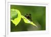 Damsel Fly-Gary Carter-Framed Photographic Print