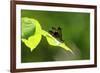 Damsel Fly-Gary Carter-Framed Photographic Print