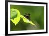 Damsel Fly-Gary Carter-Framed Photographic Print