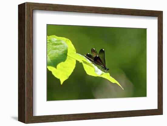 Damsel Fly-Gary Carter-Framed Photographic Print