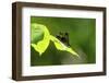 Damsel Fly-Gary Carter-Framed Photographic Print