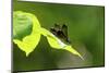 Damsel Fly-Gary Carter-Mounted Photographic Print