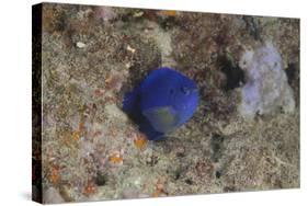 Damselfish, Beqa Lagoon, Fiji-Stocktrek Images-Stretched Canvas