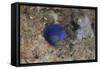 Damselfish, Beqa Lagoon, Fiji-Stocktrek Images-Framed Stretched Canvas